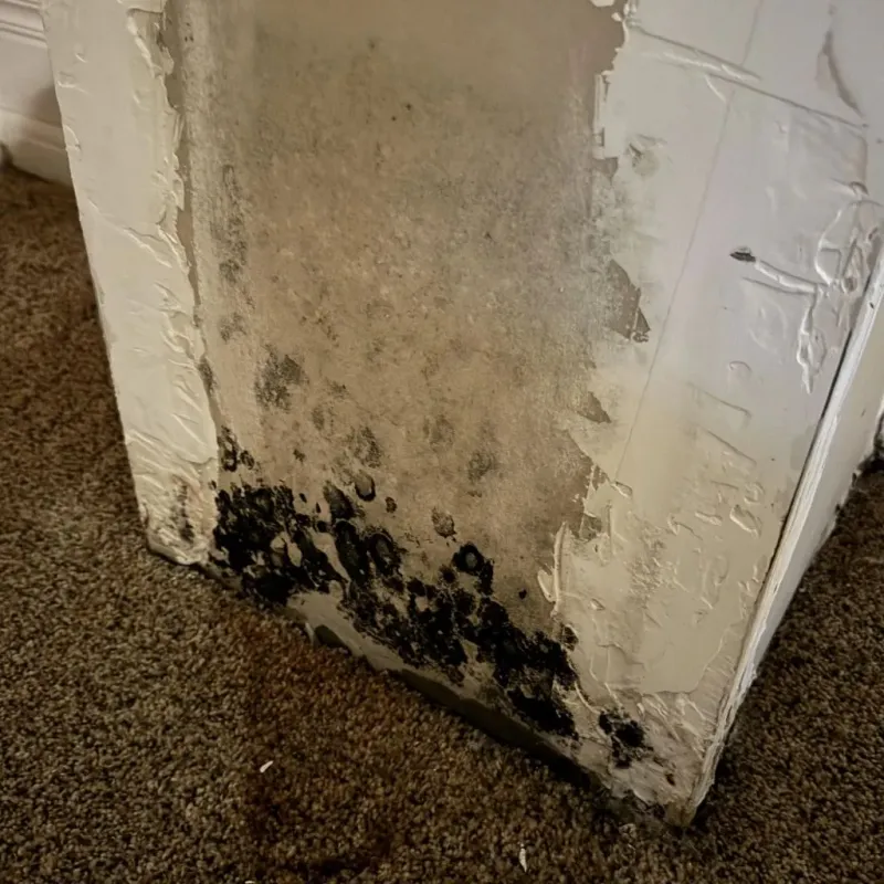 Professional Mold Removal in Saint Johnsbury, VT